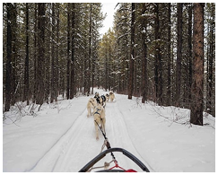 afbeelding-hondensleeën
